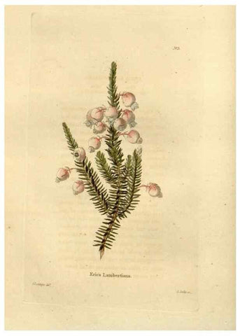 Reproducción/Reproduction 48623340358: The botanical cabinet. London :John & Arthur Arch ...,1817-1833.. 