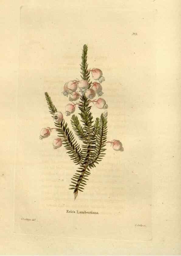 Reproducción/Reproduction 48623340358: The botanical cabinet. London :John & Arthur Arch ...,1817-1833.. 