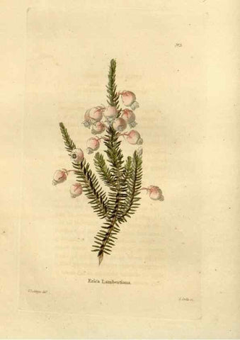 Reproducción/Reproduction 48623340358: The botanical cabinet. London :John & Arthur Arch ...,1817-1833.. 