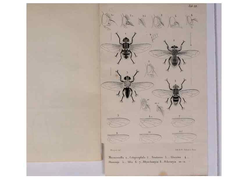 Reproducción/Reproduction 48602231672: Diptères exotiques nouveaux ou peu connus. Paris :Roret,1838-[43]. 