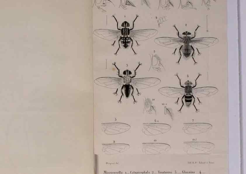 Reproducción/Reproduction 48602231672: Diptères exotiques nouveaux ou peu connus. Paris :Roret,1838-[43]. 