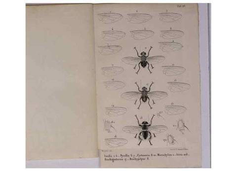 Reproducción/Reproduction 48602096931: Diptères exotiques nouveaux ou peu connus. Paris :Roret,1838-[43]. 