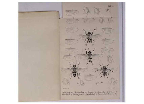 Reproducción/Reproduction 48602232447: Diptères exotiques nouveaux ou peu connus. Paris :Roret,1838-[43]. 