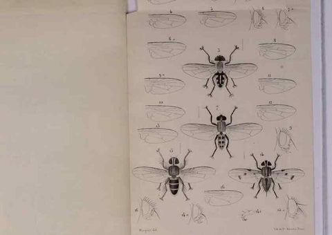 Reproducción/Reproduction 48602232447: Diptères exotiques nouveaux ou peu connus. Paris :Roret,1838-[43]. 