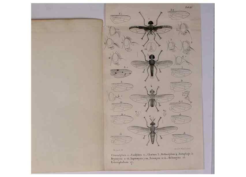 Reproducción/Reproduction 48602232732: Diptères exotiques nouveaux ou peu connus. Paris :Roret,1838-[43]. 