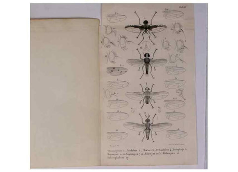 Reproducción/Reproduction 48602232732: Diptères exotiques nouveaux ou peu connus. Paris :Roret,1838-[43]. 