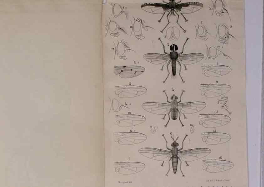 Reproducción/Reproduction 48602232732: Diptères exotiques nouveaux ou peu connus. Paris :Roret,1838-[43]. 