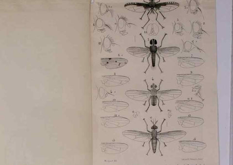 Reproducción/Reproduction 48602232732: Diptères exotiques nouveaux ou peu connus. Paris :Roret,1838-[43]. 