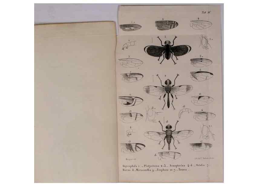Reproducción/Reproduction 48602097966: Diptères exotiques nouveaux ou peu connus. Paris :Roret,1838-[43]. 