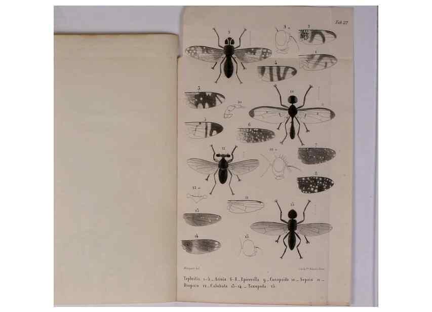 Reproducción/Reproduction 48602098201: Diptères exotiques nouveaux ou peu connus. Paris :Roret,1838-[43]. 