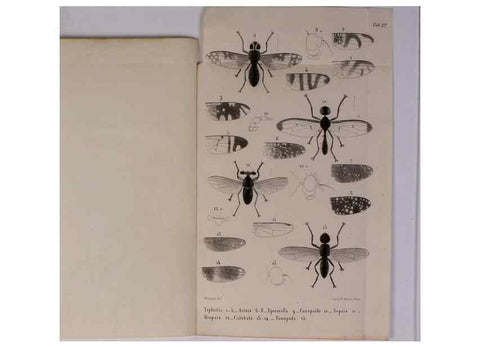 Reproducción/Reproduction 48602098201: Diptères exotiques nouveaux ou peu connus. Paris :Roret,1838-[43]. 