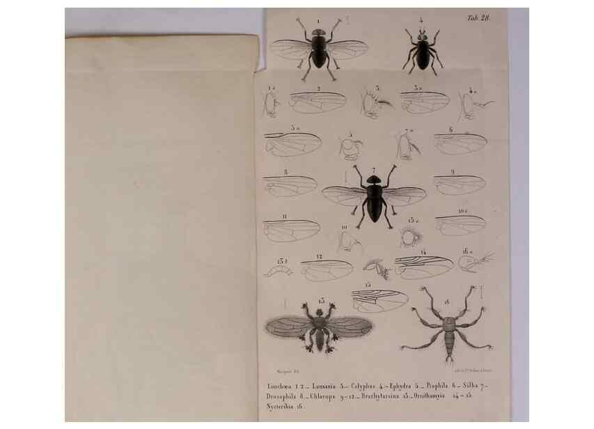 Reproducción/Reproduction 48602098491: Diptères exotiques nouveaux ou peu connus. Paris :Roret,1838-[43]. 