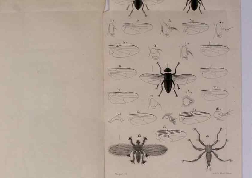 Reproducción/Reproduction 48602098491: Diptères exotiques nouveaux ou peu connus. Paris :Roret,1838-[43]. 