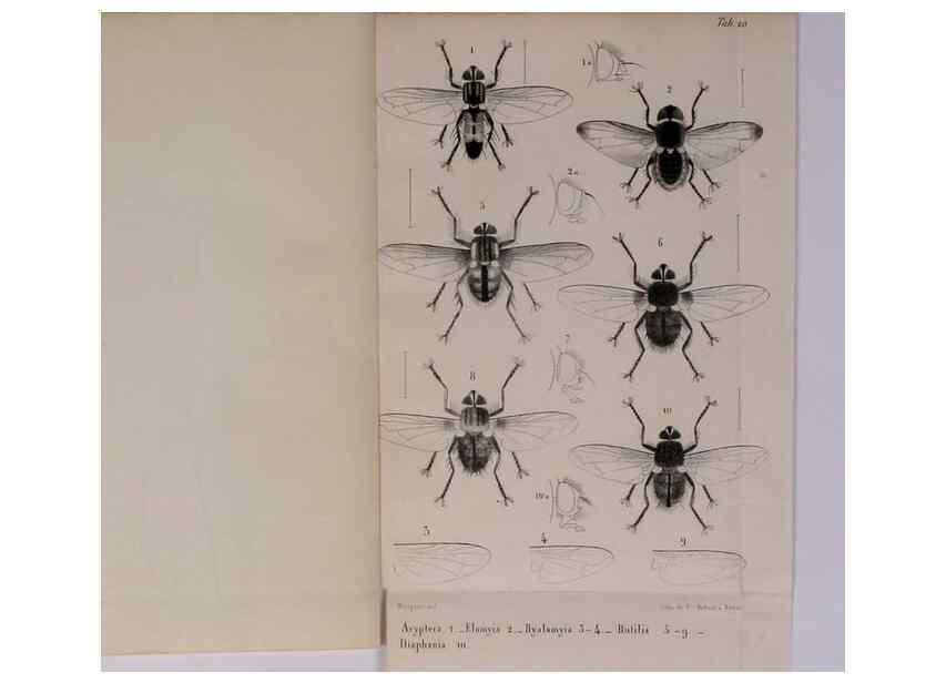 Reproducción/Reproduction 48602095726: Diptères exotiques nouveaux ou peu connus. Paris :Roret,1838-[43]. 
