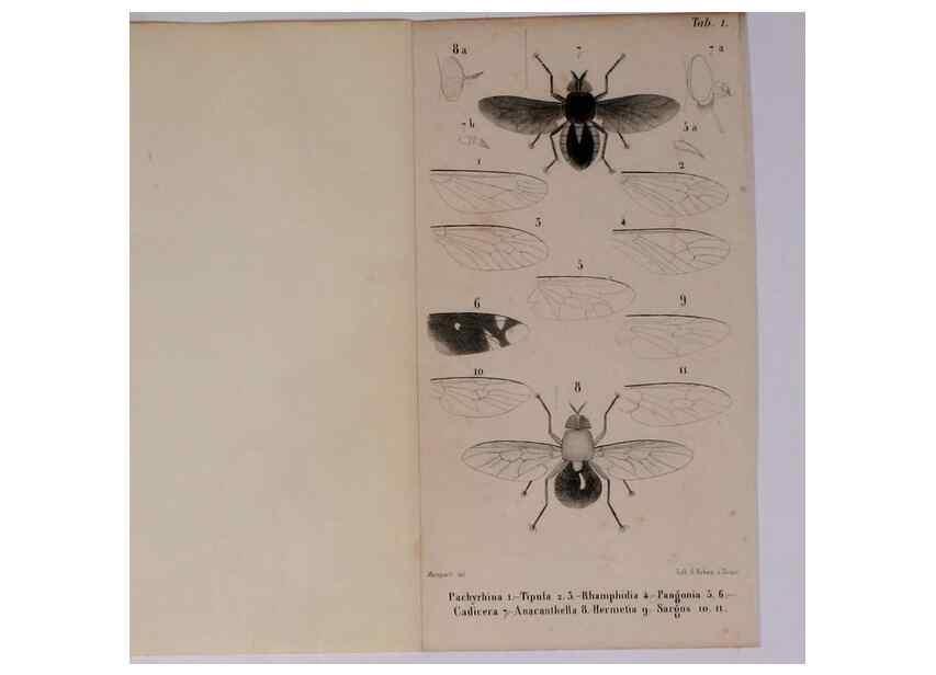 Reproducción/Reproduction 48602098836: Diptères exotiques nouveaux ou peu connus. Paris :Roret,1838-[43]. 