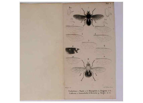 Reproducción/Reproduction 48602098836: Diptères exotiques nouveaux ou peu connus. Paris :Roret,1838-[43]. 