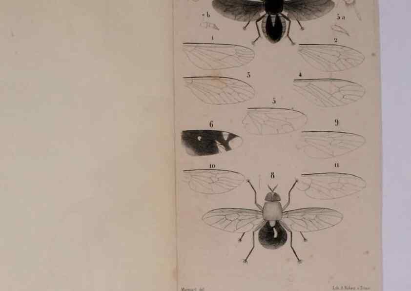 Reproducción/Reproduction 48602098836: Diptères exotiques nouveaux ou peu connus. Paris :Roret,1838-[43]. 
