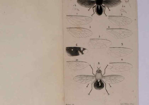 Reproducción/Reproduction 48602098836: Diptères exotiques nouveaux ou peu connus. Paris :Roret,1838-[43]. 