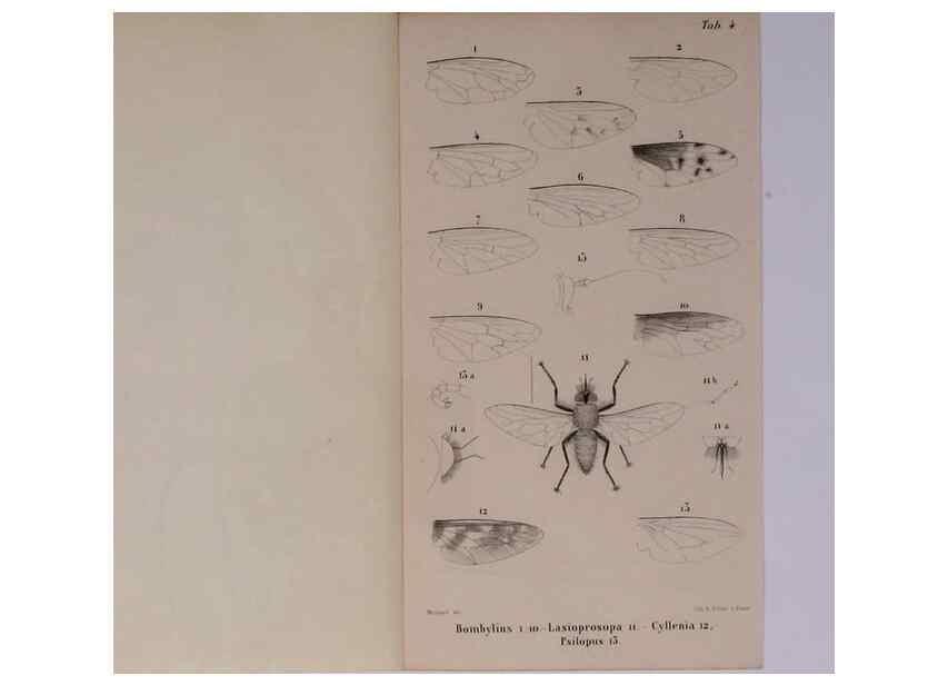 Reproducción/Reproduction 48602234532: Diptères exotiques nouveaux ou peu connus. Paris :Roret,1838-[43]. 
