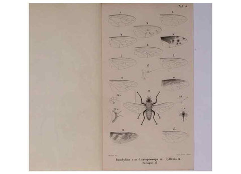 Reproducción/Reproduction 48602234532: Diptères exotiques nouveaux ou peu connus. Paris :Roret,1838-[43]. 