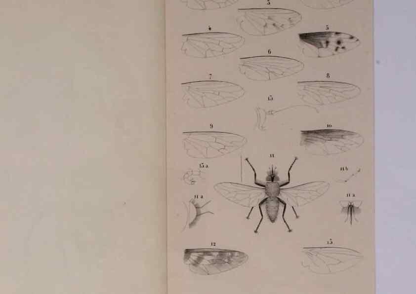 Reproducción/Reproduction 48602234532: Diptères exotiques nouveaux ou peu connus. Paris :Roret,1838-[43]. 