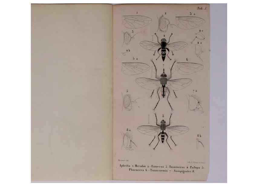 Reproducción/Reproduction 48602234787: Diptères exotiques nouveaux ou peu connus. Paris :Roret,1838-[43]. 