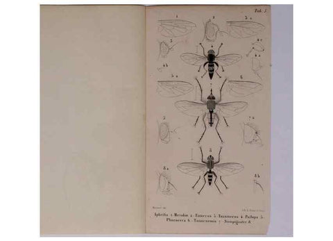 Reproducción/Reproduction 48602234787: Diptères exotiques nouveaux ou peu connus. Paris :Roret,1838-[43]. 