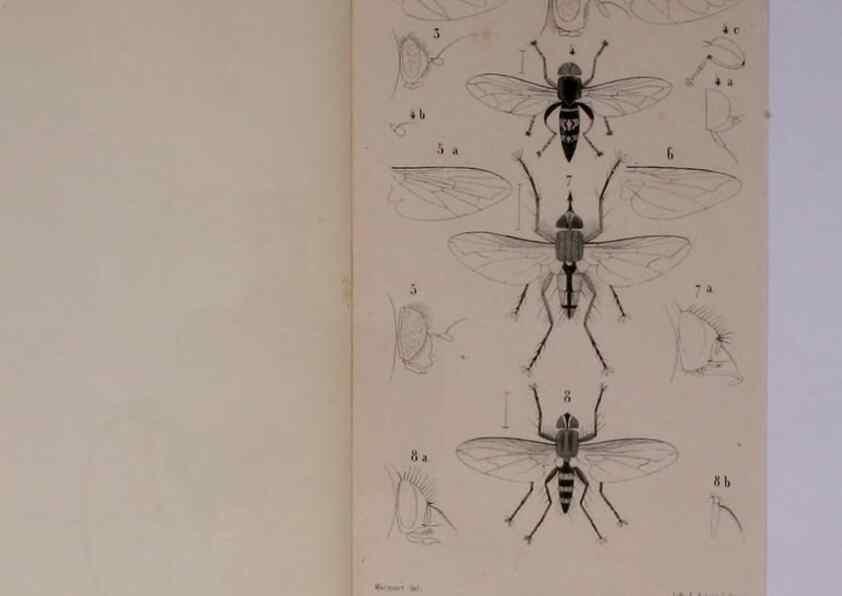Reproducción/Reproduction 48602234787: Diptères exotiques nouveaux ou peu connus. Paris :Roret,1838-[43]. 