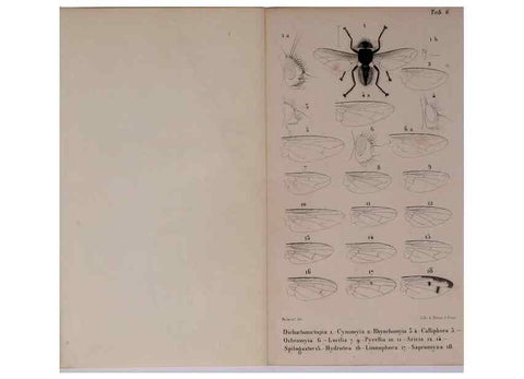 Reproducción/Reproduction 48602235312: Diptères exotiques nouveaux ou peu connus. Paris :Roret,1838-[43]. 
