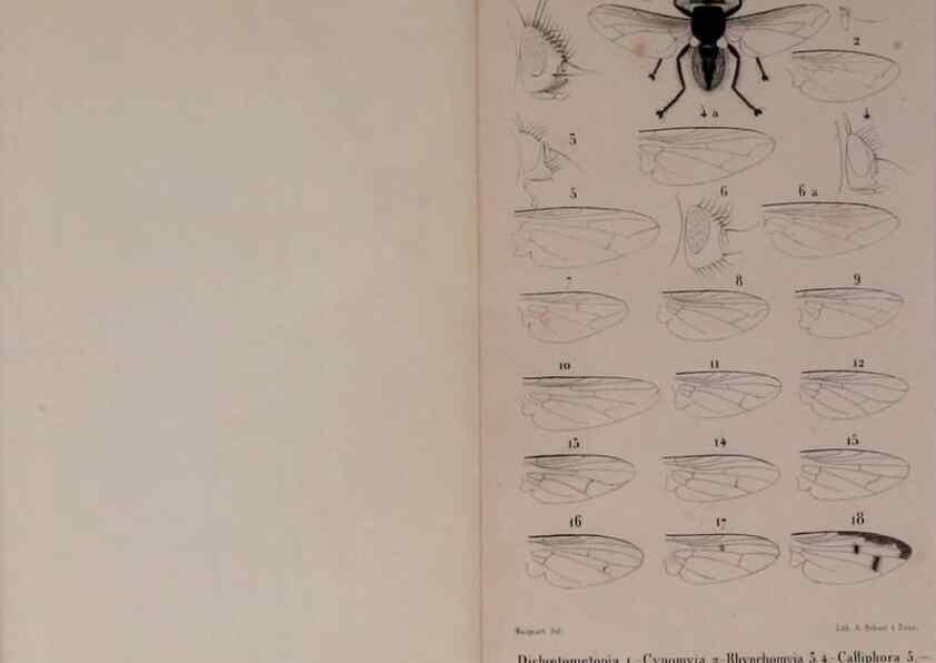 Reproducción/Reproduction 48602235312: Diptères exotiques nouveaux ou peu connus. Paris :Roret,1838-[43]. 