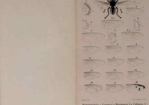 Reproducción/Reproduction 48602235312: Diptères exotiques nouveaux ou peu connus. Paris :Roret,1838-[43]. 