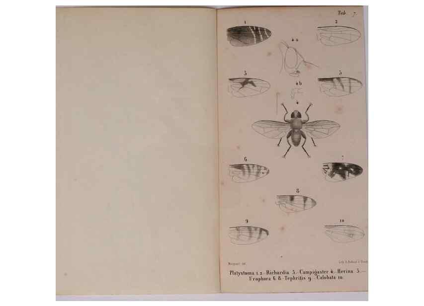 Reproducción/Reproduction 48602235627: Diptères exotiques nouveaux ou peu connus. Paris :Roret,1838-[43]. 