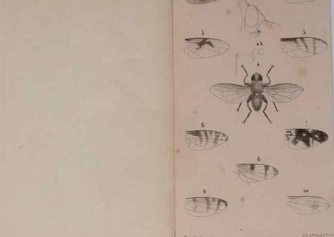 Reproducción/Reproduction 48602235627: Diptères exotiques nouveaux ou peu connus. Paris :Roret,1838-[43]. 