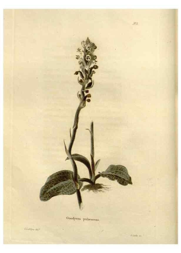 Reproducción/Reproduction 48623841537: The botanical cabinet. London :John & Arthur Arch ...,1817-1833.. 