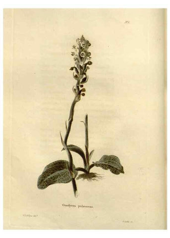 Reproducción/Reproduction 48623841537: The botanical cabinet. London :John & Arthur Arch ...,1817-1833.. 