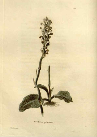 Reproducción/Reproduction 48623841537: The botanical cabinet. London :John & Arthur Arch ...,1817-1833.. 