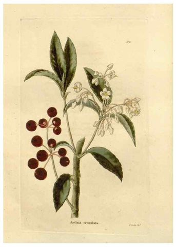 Reproducción/Reproduction 48623340138: The botanical cabinet. London :John & Arthur Arch ...,1817-1833.. 
