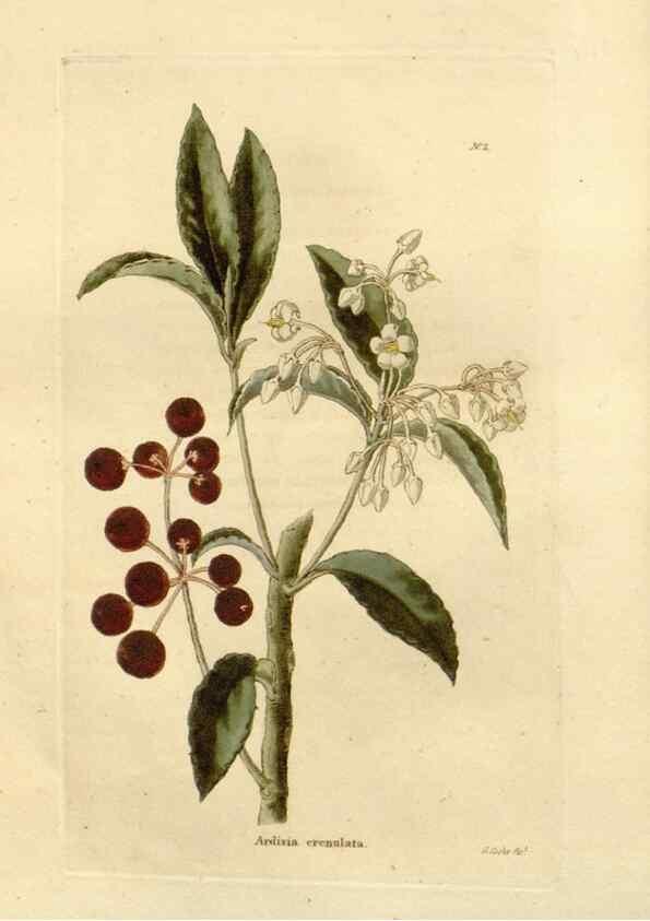 Reproducción/Reproduction 48623340138: The botanical cabinet. London :John & Arthur Arch ...,1817-1833.. 