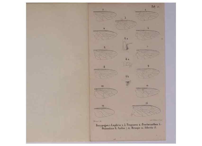 Reproducción/Reproduction 48602234032: Diptères exotiques nouveaux ou peu connus. Paris :Roret,1838-[43]. 