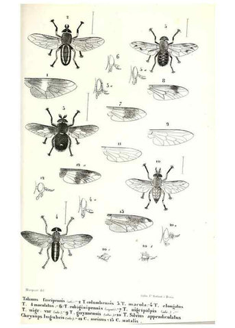 Reproducción/Reproduction 48602077517: Diptères exotiques nouveaux ou peu connus. Paris :Roret,1838-[43]. 
