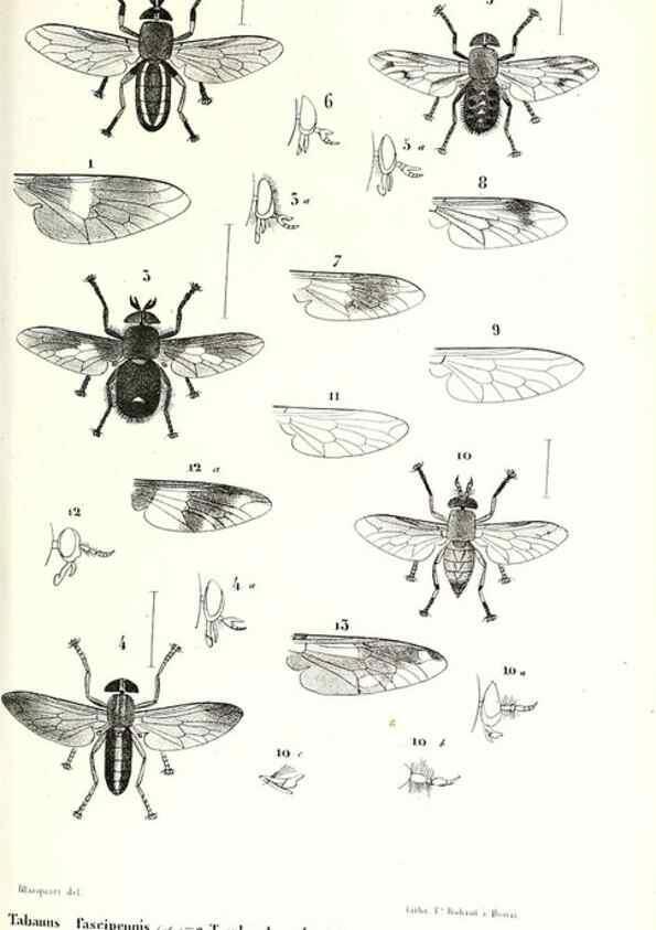 Reproducción/Reproduction 48602077517: Diptères exotiques nouveaux ou peu connus. Paris :Roret,1838-[43]. 