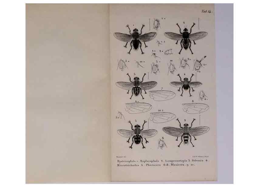 Reproducción/Reproduction 48602041171: Diptères exotiques nouveaux ou peu connus. Paris :Roret,1838-[43]. 