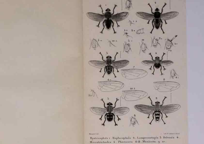 Reproducción/Reproduction 48602041171: Diptères exotiques nouveaux ou peu connus. Paris :Roret,1838-[43]. 