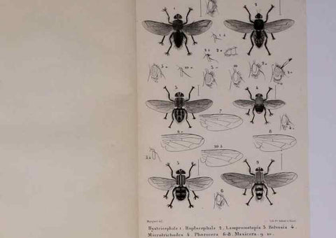 Reproducción/Reproduction 48602041171: Diptères exotiques nouveaux ou peu connus. Paris :Roret,1838-[43]. 