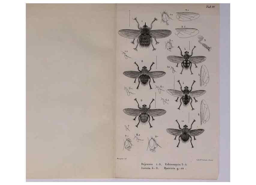 Reproducción/Reproduction 48602040541: Diptères exotiques nouveaux ou peu connus. Paris :Roret,1838-[43]. 