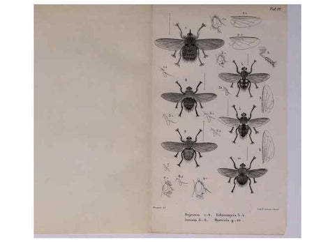 Reproducción/Reproduction 48602040541: Diptères exotiques nouveaux ou peu connus. Paris :Roret,1838-[43]. 