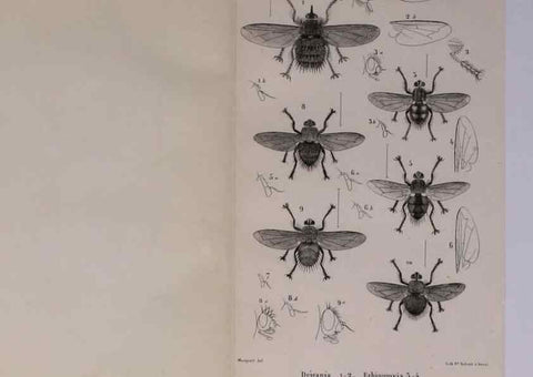 Reproducción/Reproduction 48602040541: Diptères exotiques nouveaux ou peu connus. Paris :Roret,1838-[43]. 