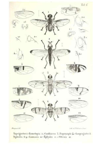 Reproducción/Reproduction 48601953646: Diptères exotiques nouveaux ou peu connus. Paris :Roret,1838-[43]. 