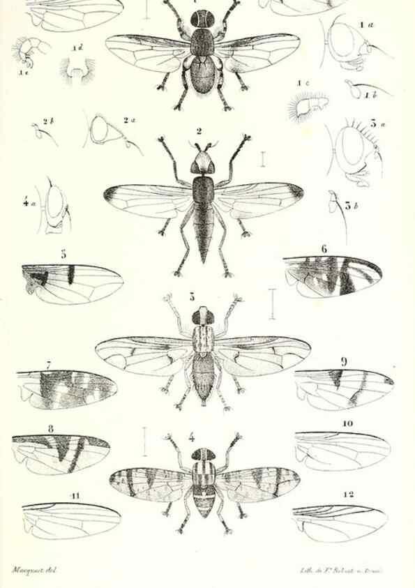 Reproducción/Reproduction 48601953646: Diptères exotiques nouveaux ou peu connus. Paris :Roret,1838-[43]. 