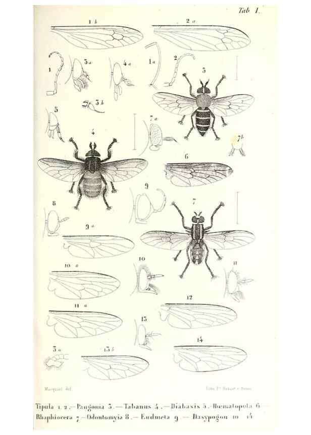Reproducción/Reproduction 48601954056: Diptères exotiques nouveaux ou peu connus. Paris :Roret,1838-[43]. 